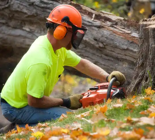 tree services Vassar